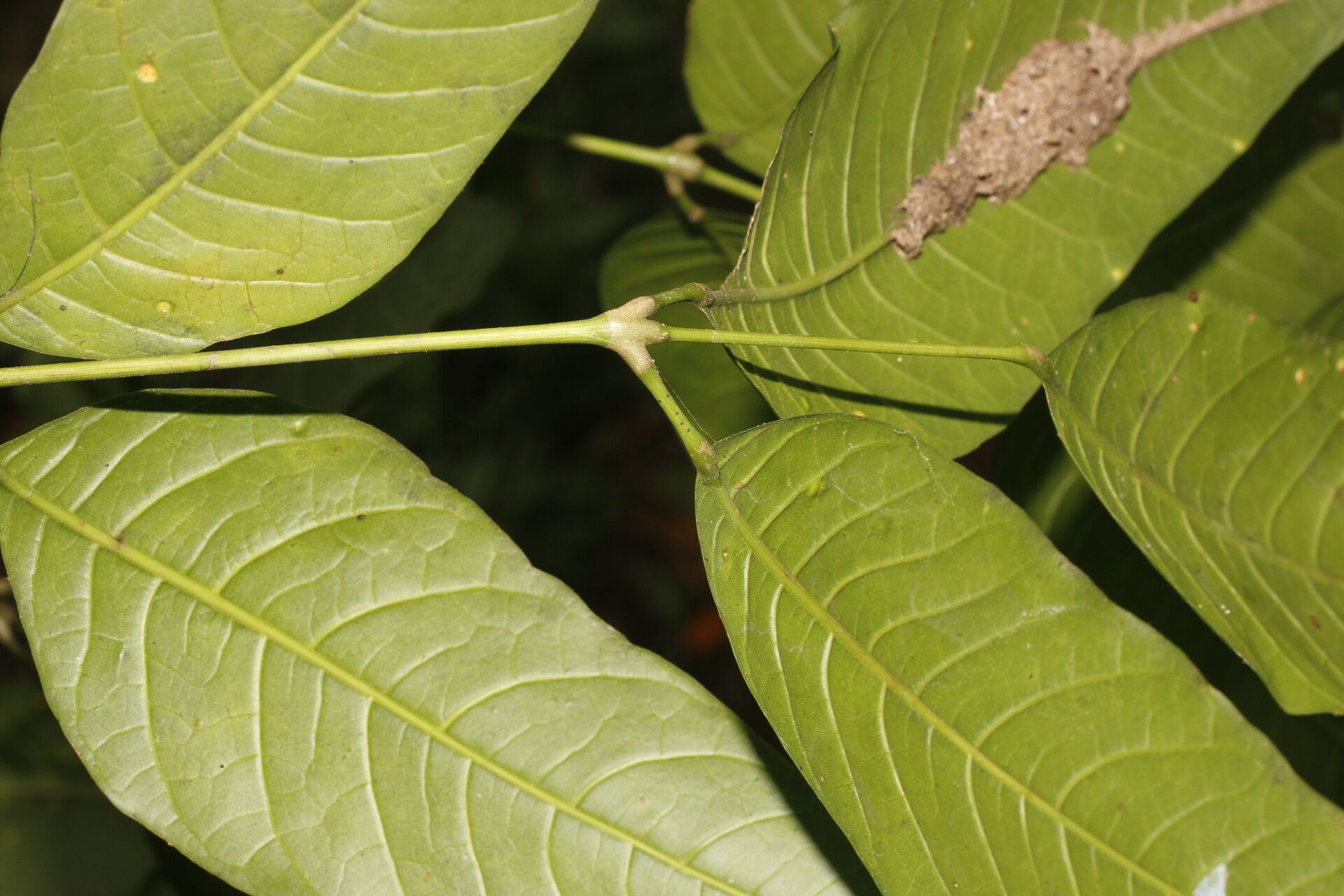 Protium hammelii — houseplant care guide