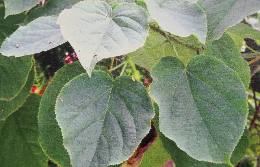 Tetrameles nudiflora — houseplant care guide