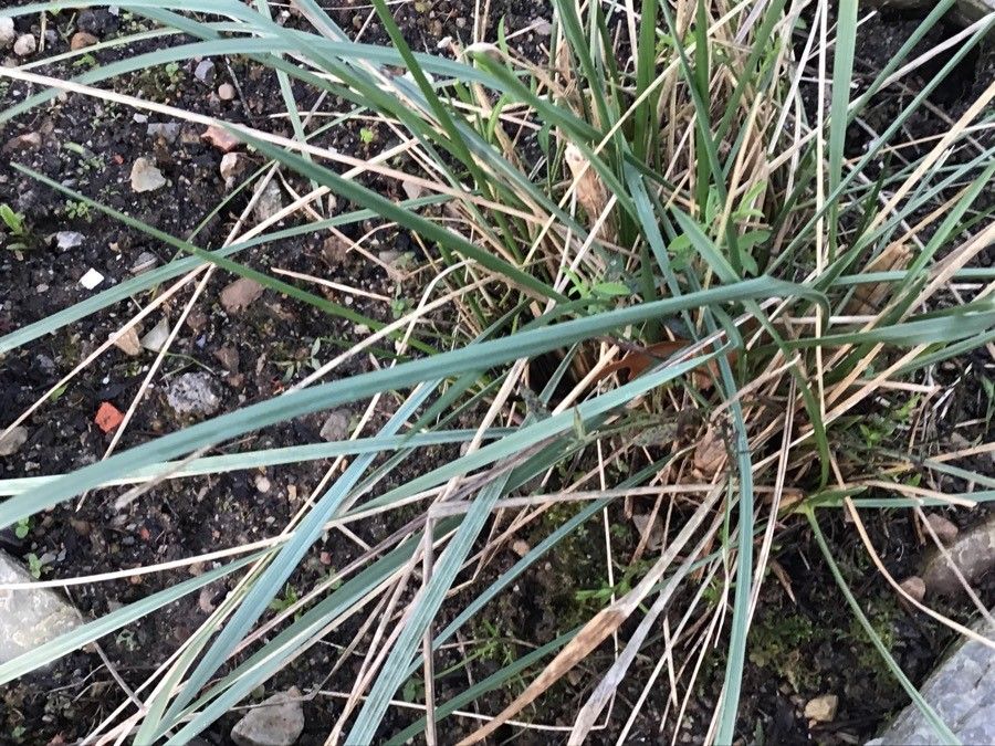 Agrostis delicatula leaf