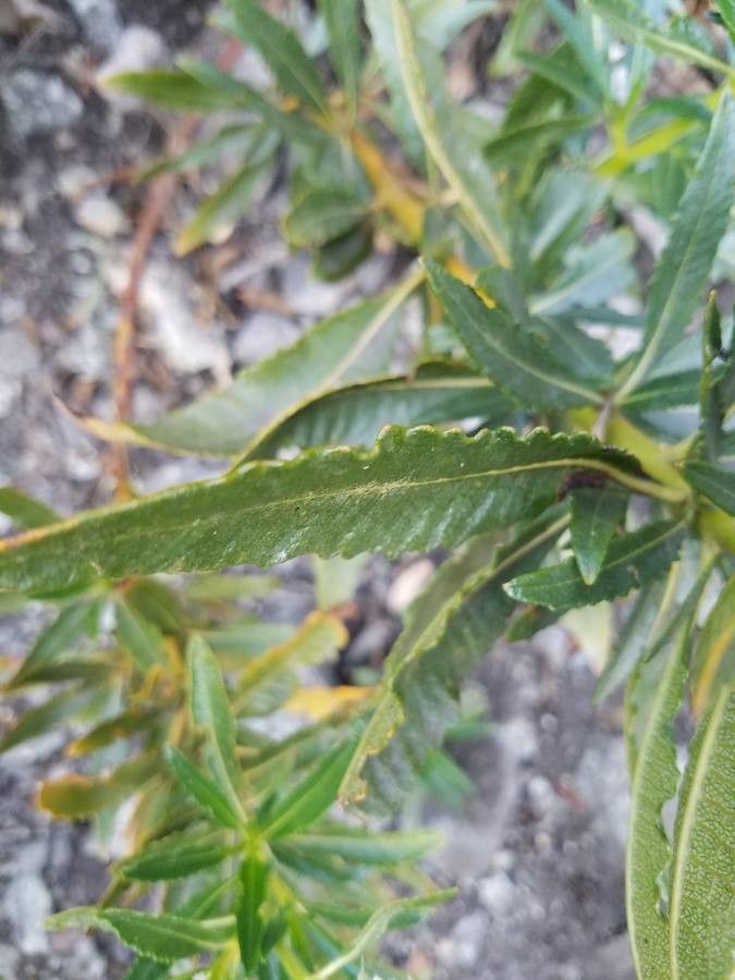 Eriodictyon angustifolium — related species from the same genus