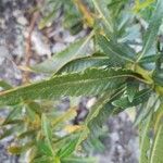 Eriodictyon angustifolium