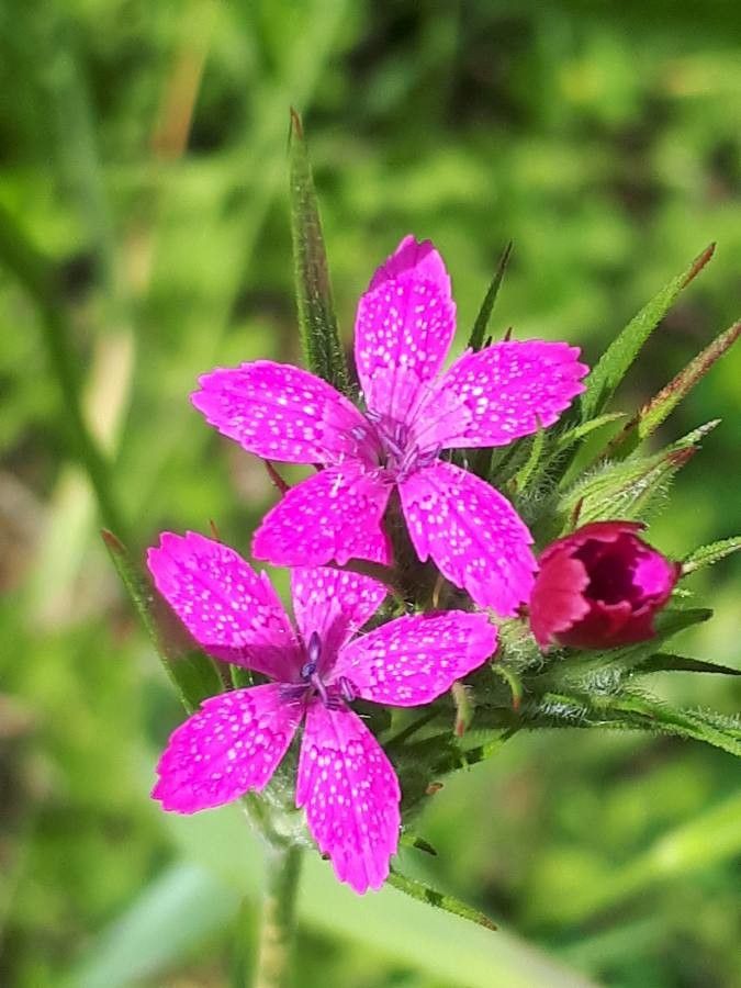 Dianthus armeria flower