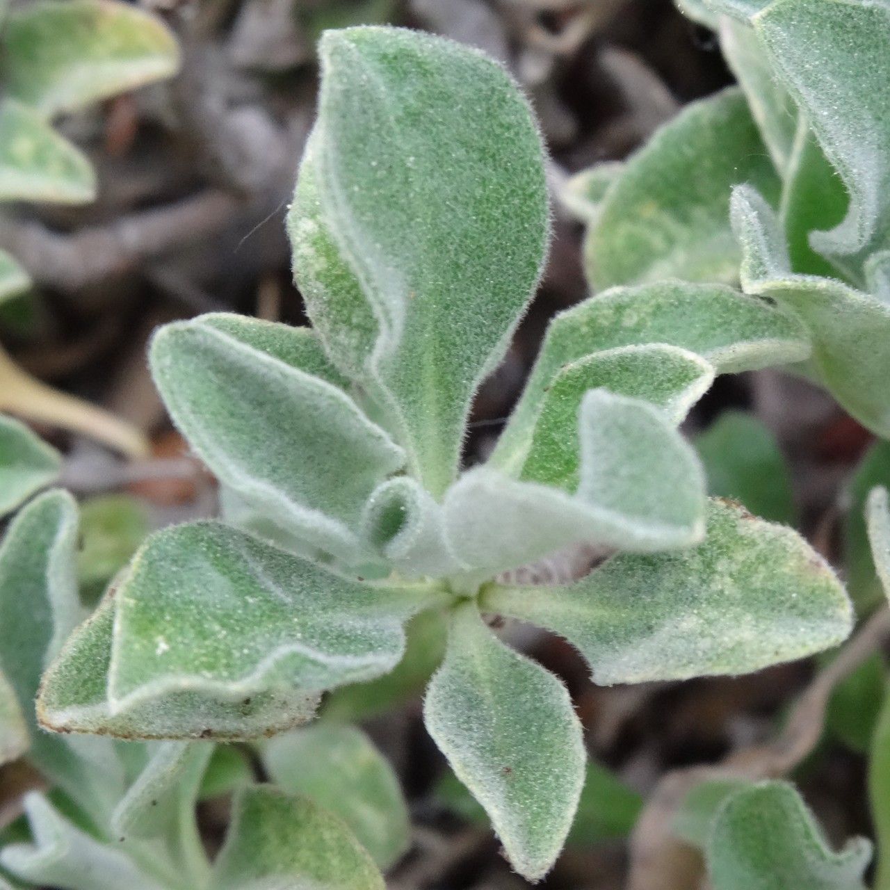 Hormathophylla pyrenaica — houseplant care guide