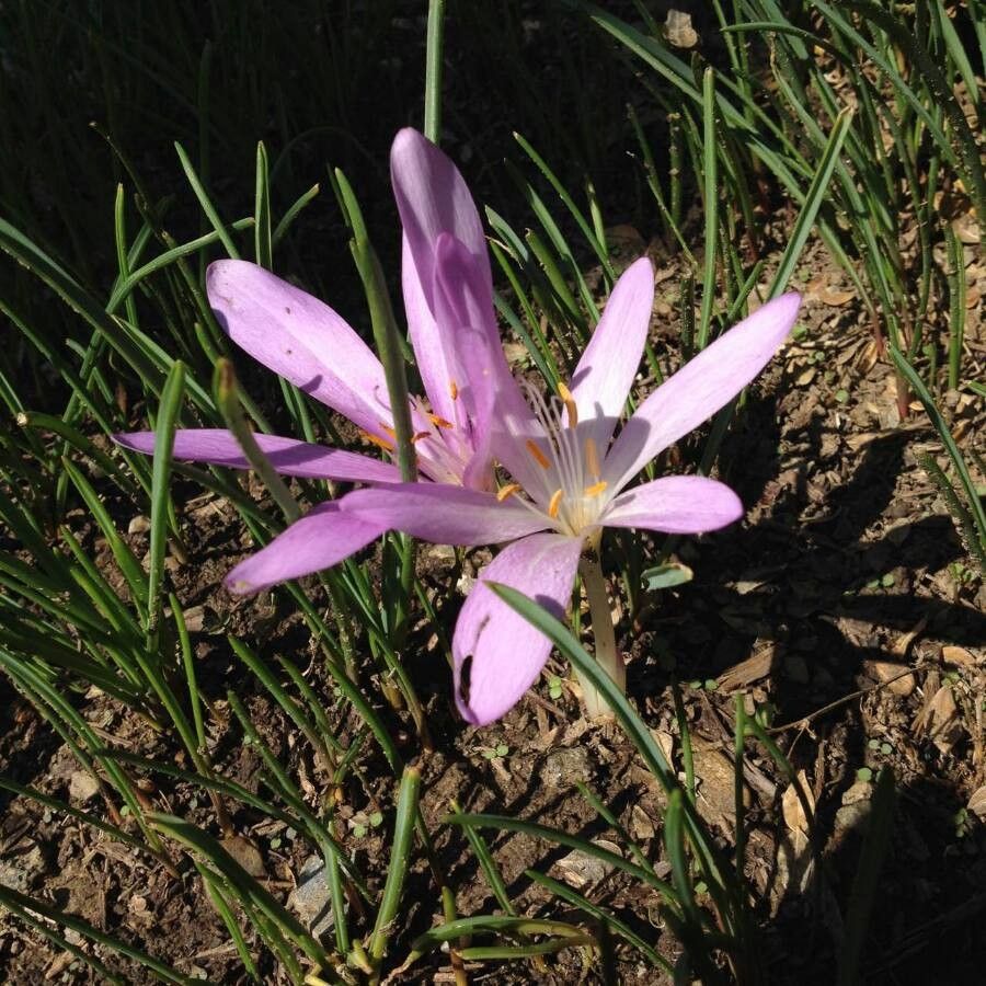 Colchicum bulbocodium flower