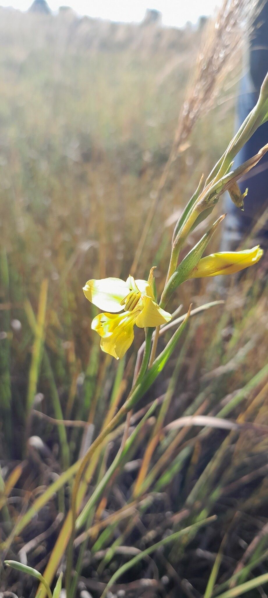 Gladiolus horombensis — search result for 'Gladiolus'