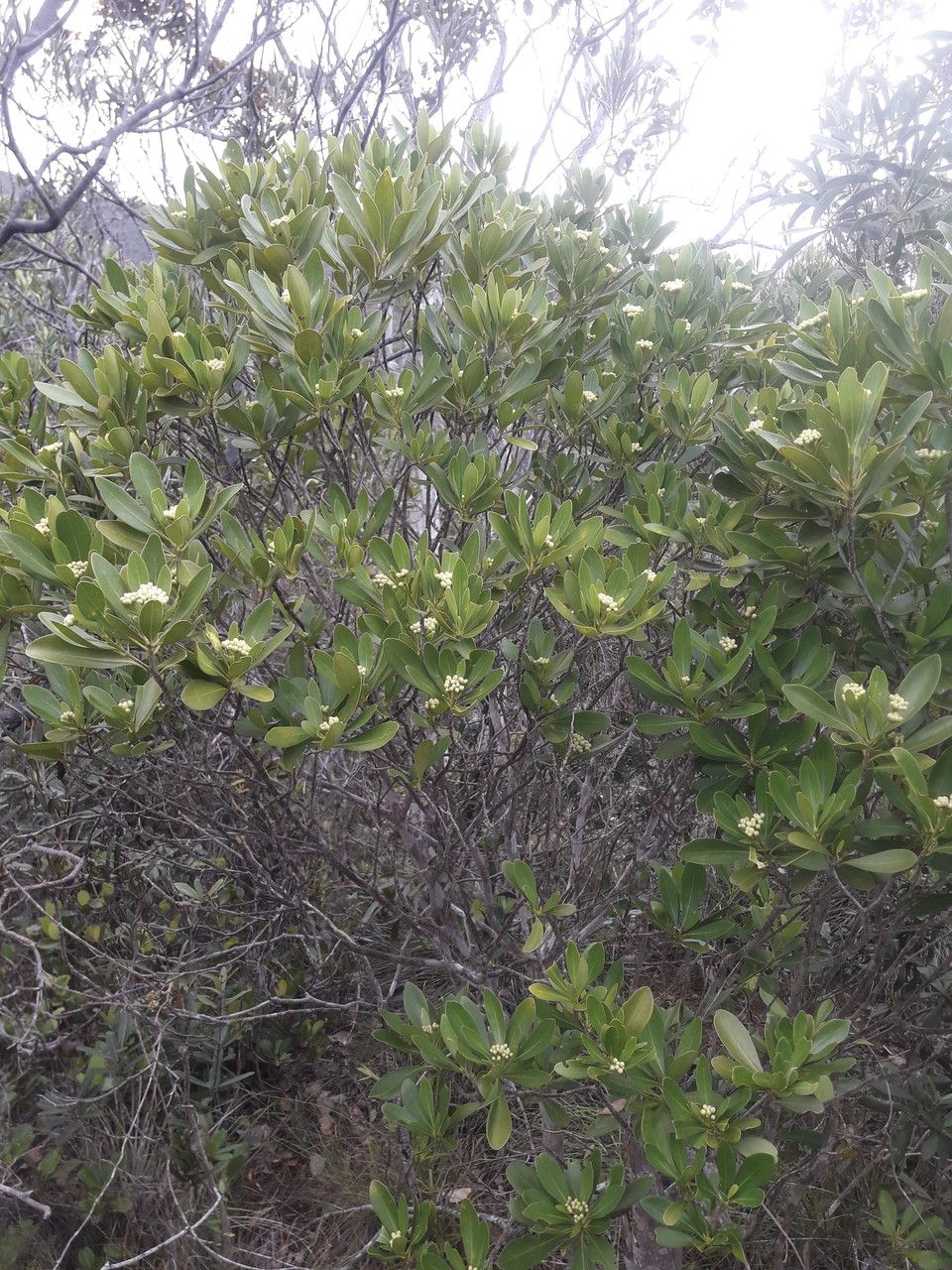 Scaevola erosa flower
