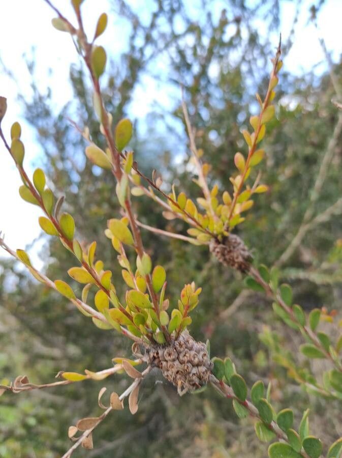 Melaleuca nesophila leaf