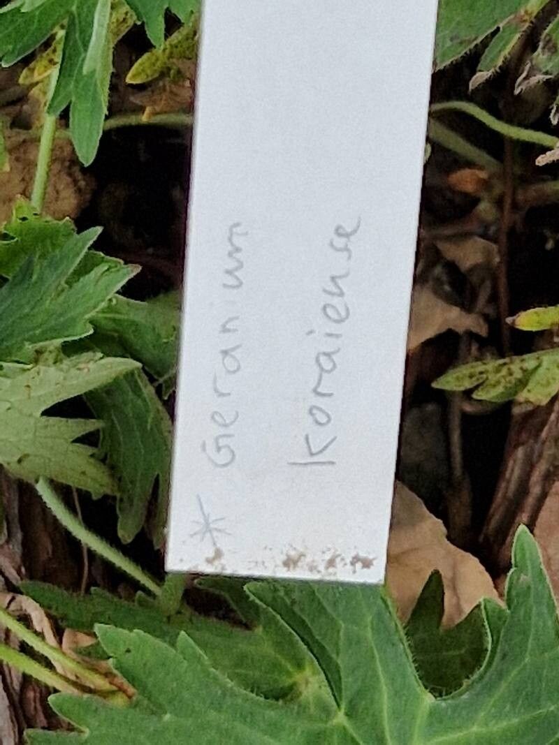 Geranium koreanum other