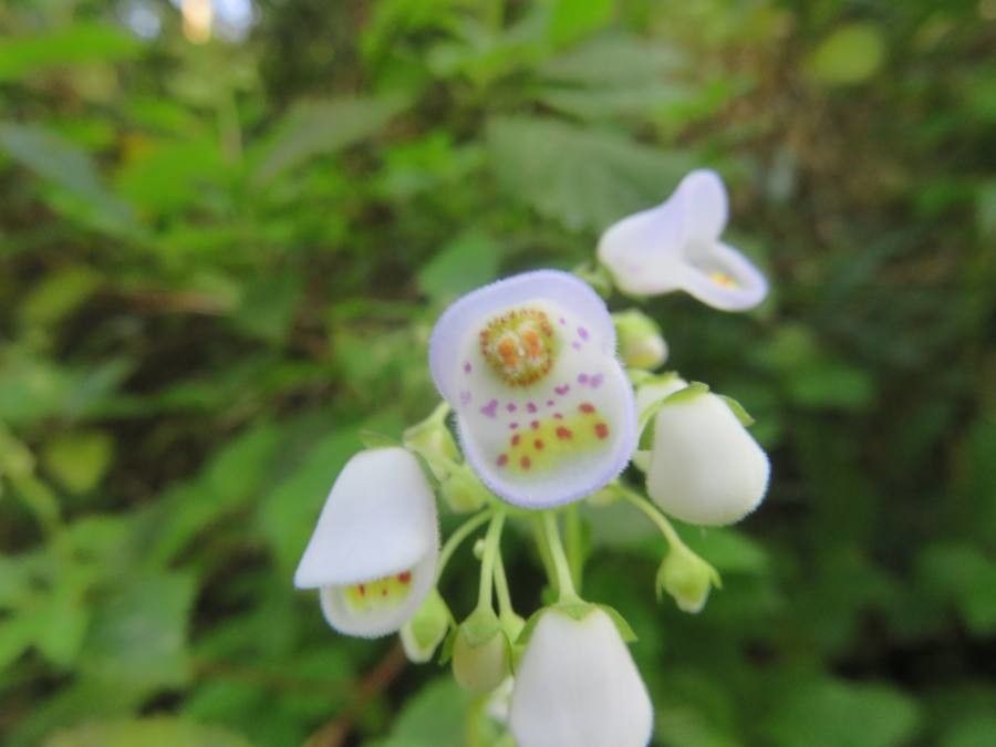 Jovellana punctata flower