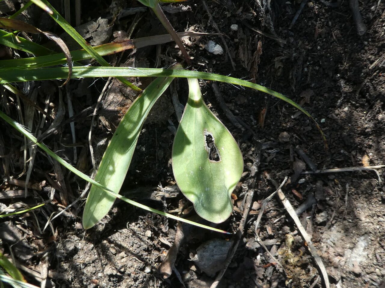 Ranunculus amplexicaulis leaf
