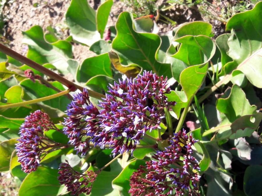 Limonium californicum flower