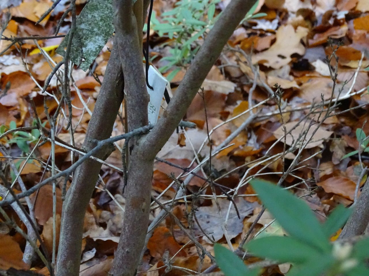 Rhododendron scabrifolium bark
