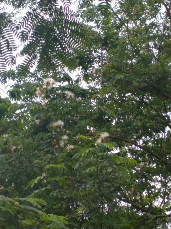 Inga cocleensis — houseplant care guide