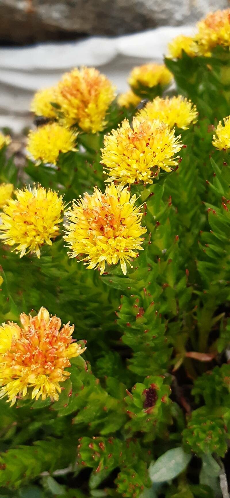 Rhodiola imbricata flower