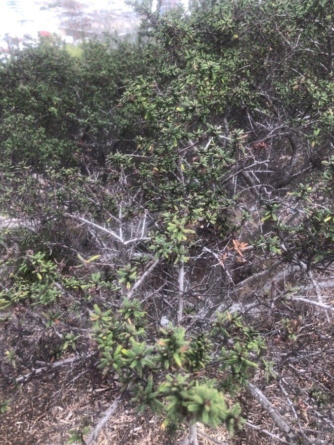 Ceanothus crassifolius — related species from the same genus