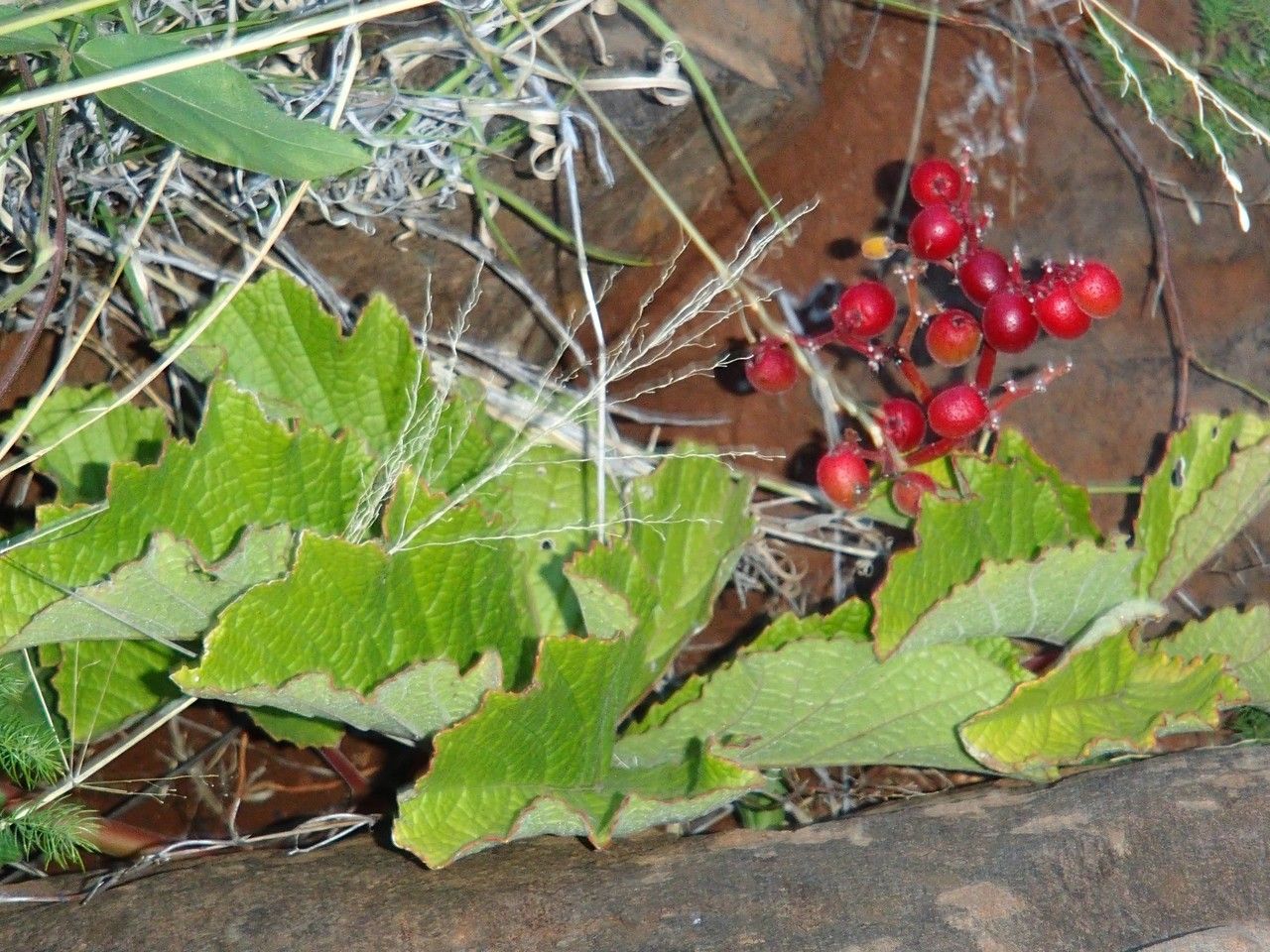 Cyphostemma adenocaule habit