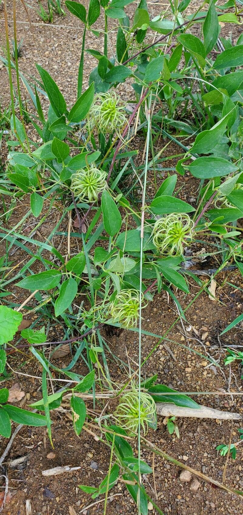 Clematis viorna fruit