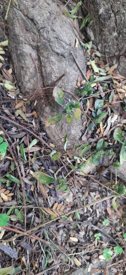 Rungia pectinata — houseplant care guide