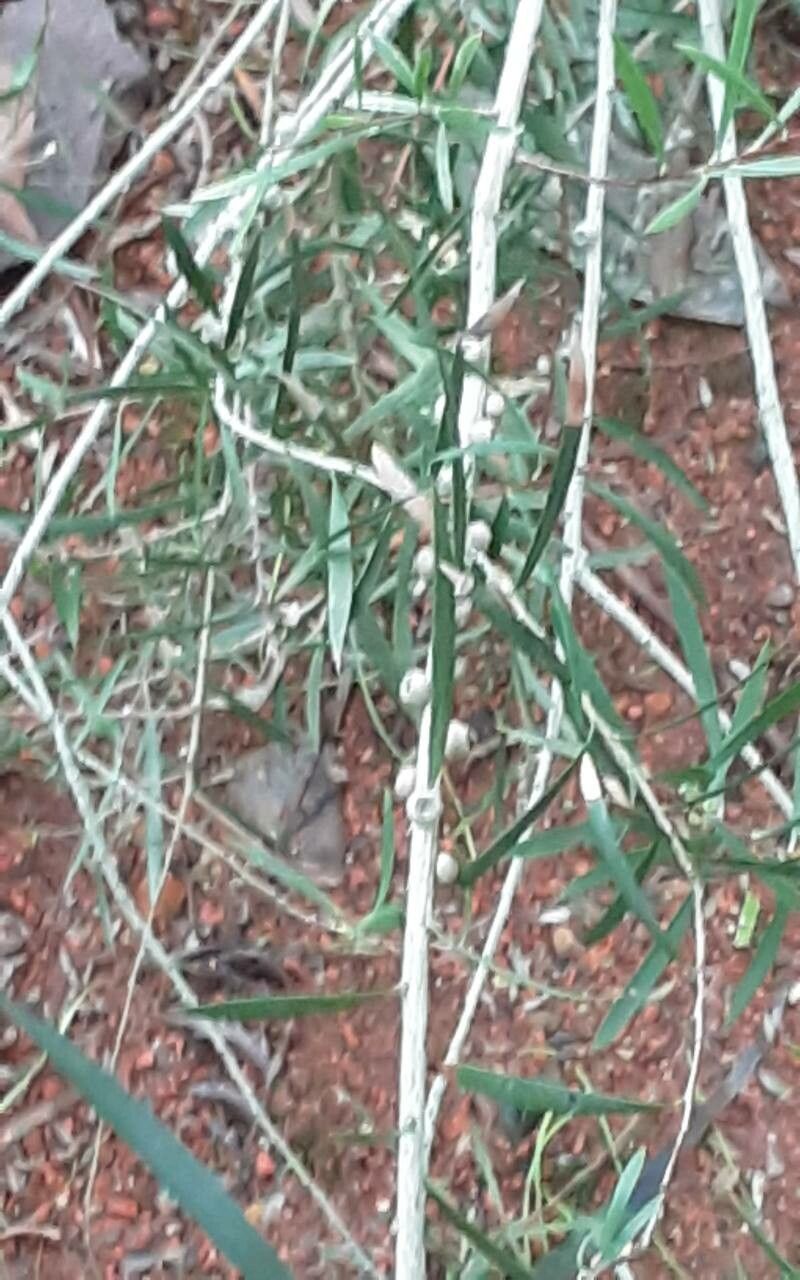 Melaleuca subulata — houseplant care guide