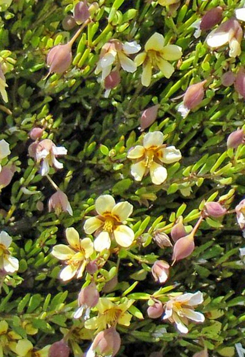 Roepera fulva — houseplant care guide