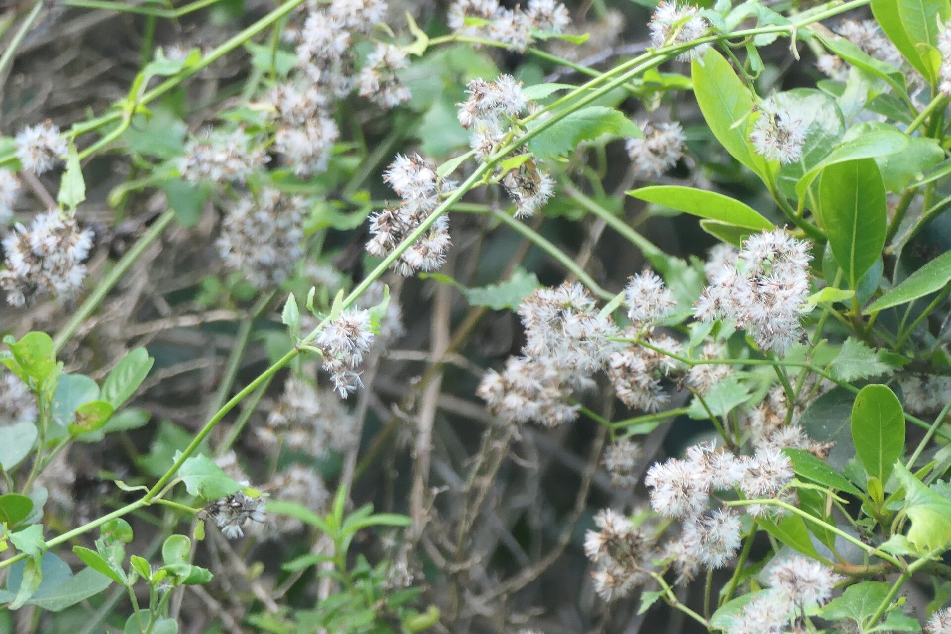 Senecio deltoideus bark
