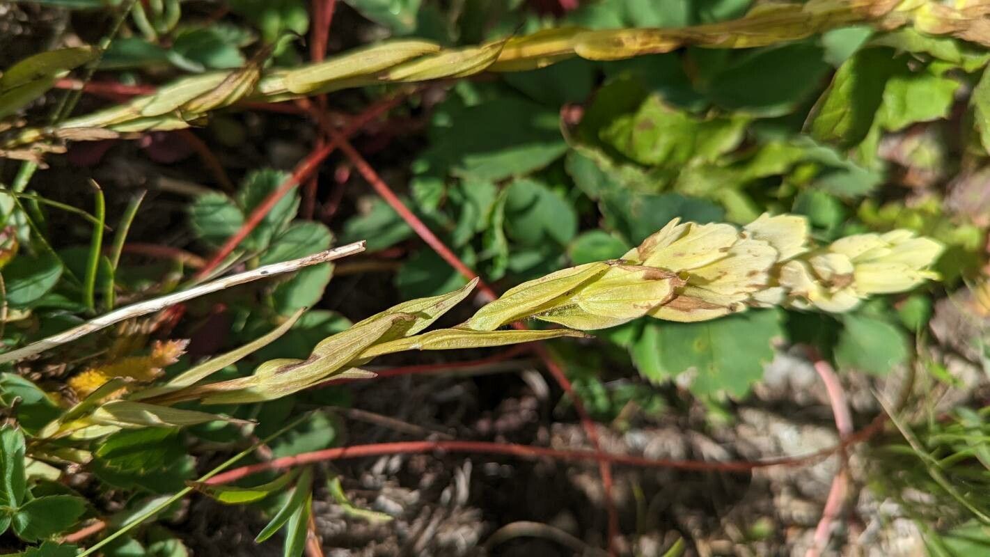 Castilleja septentrionalis flower