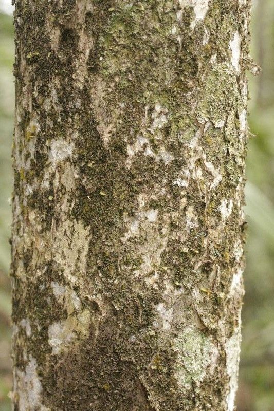 Eugenia pseudopsidium bark