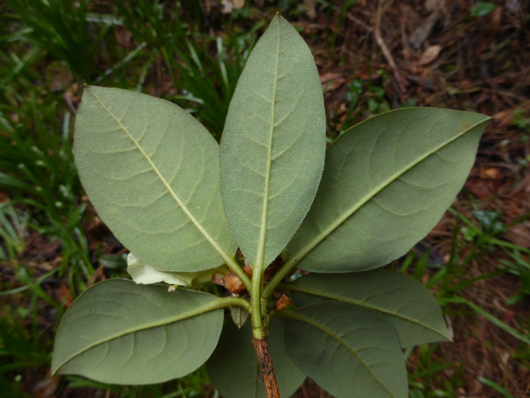 Rhododendron chrysodoron — houseplant care guide