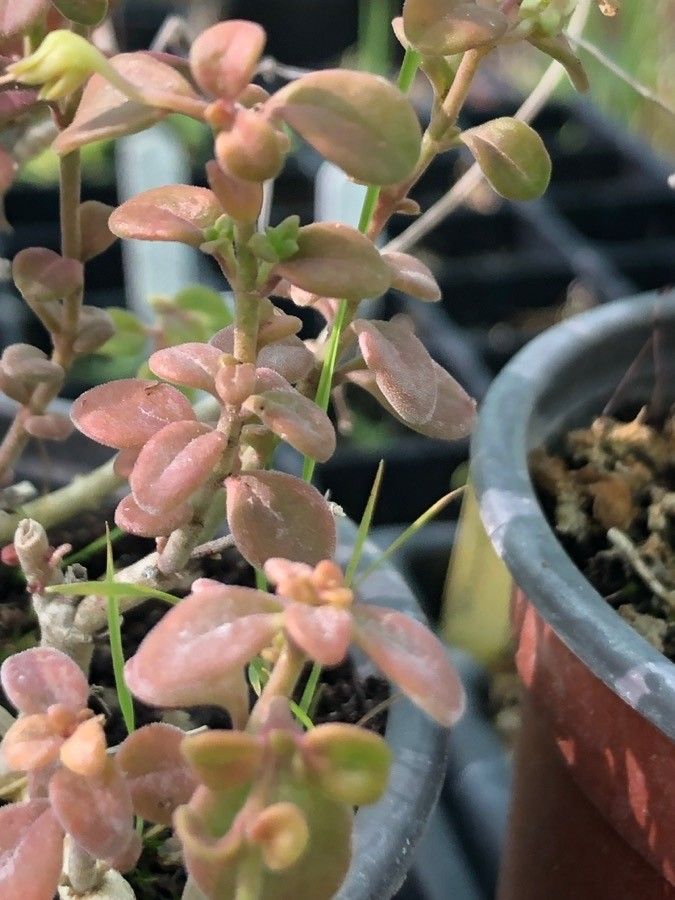Linaria triphylla leaf