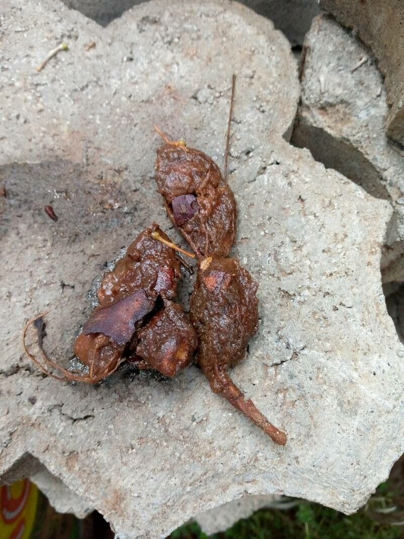 Pentadesma butyracea fruit