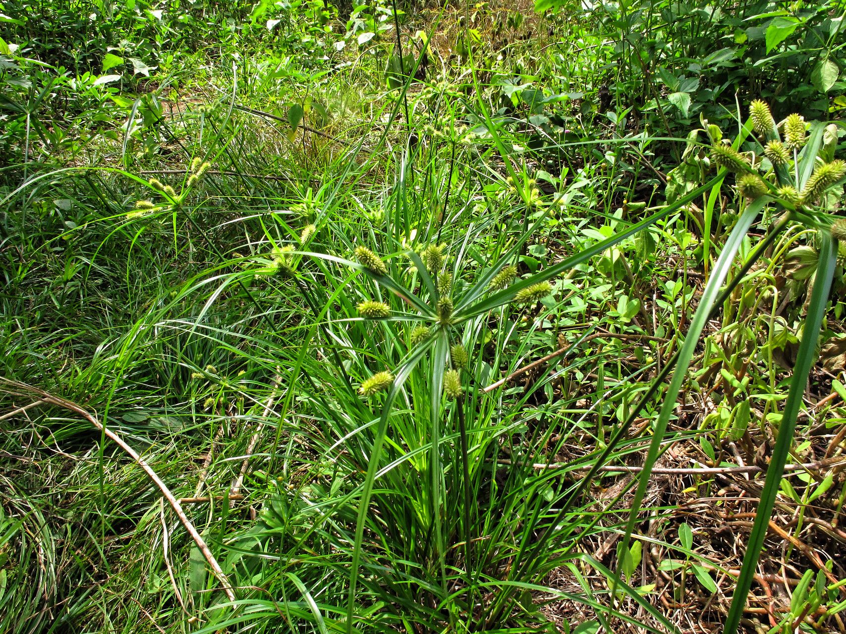 Cyperus thomensis habit