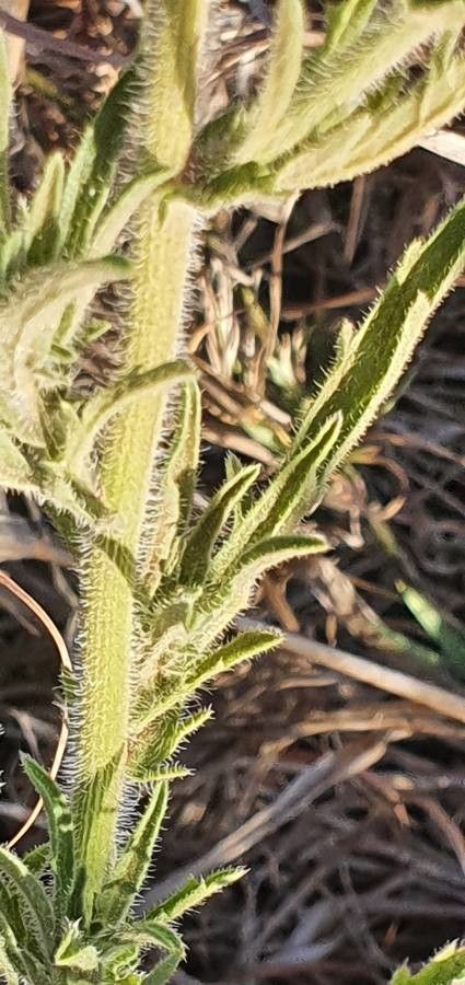 Nidorella aegyptiaca — related species from the same genus