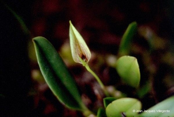 Bulbophyllum baladeanum fruit