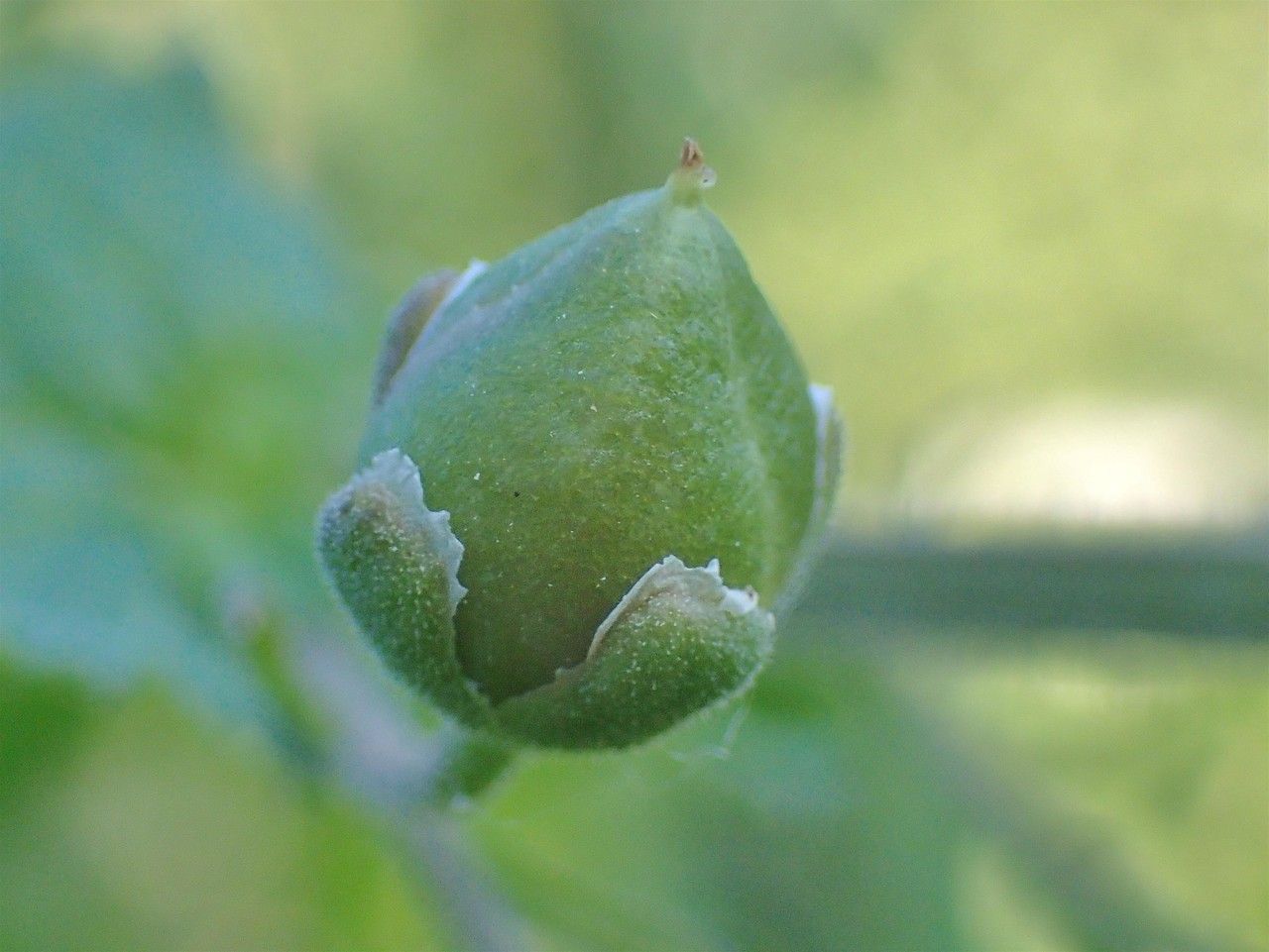 Scrophularia scorodonia fruit
