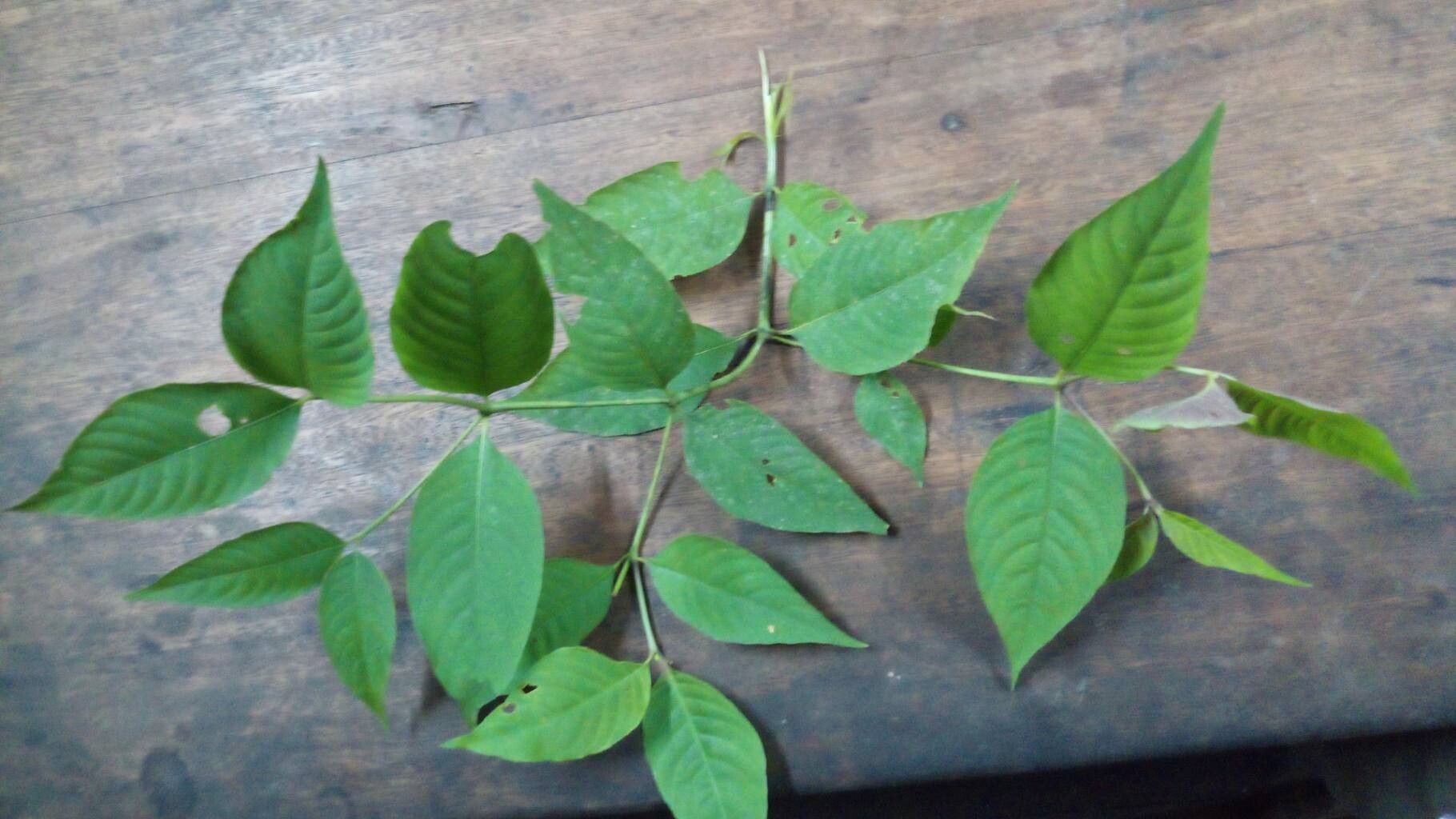 Palicourea longiflora — houseplant care guide