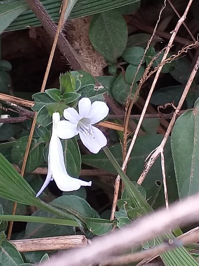 Barleria ventricosa habit