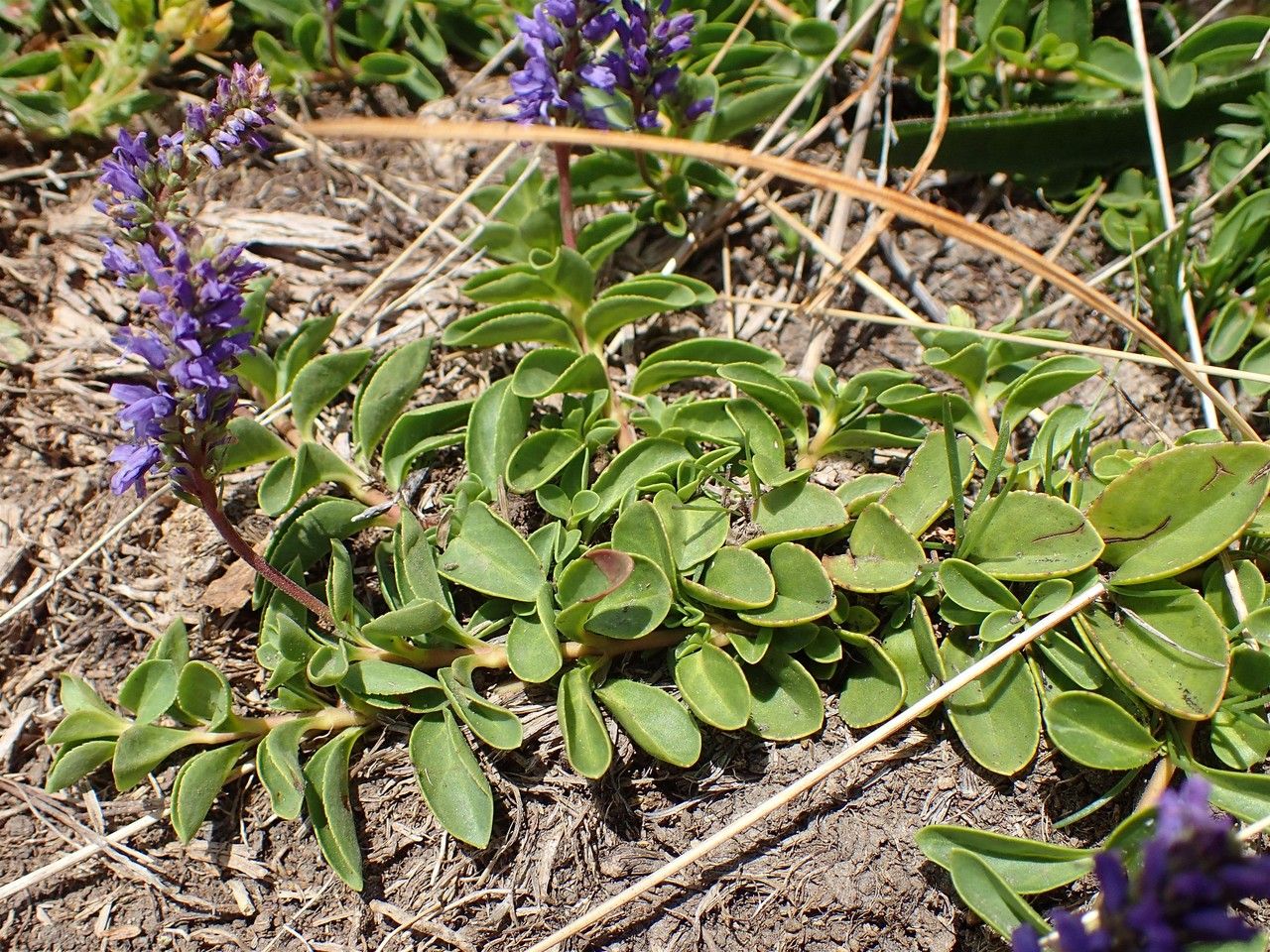 Veronica allionii habit