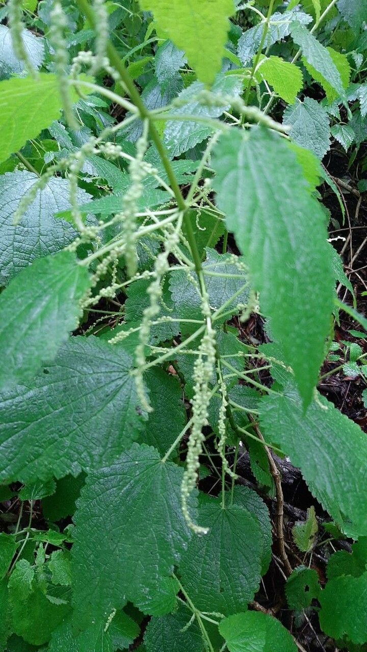 Urtica morifolia flower