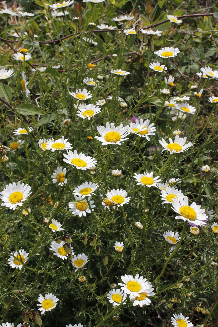 Leucanthemum delarbrei habit