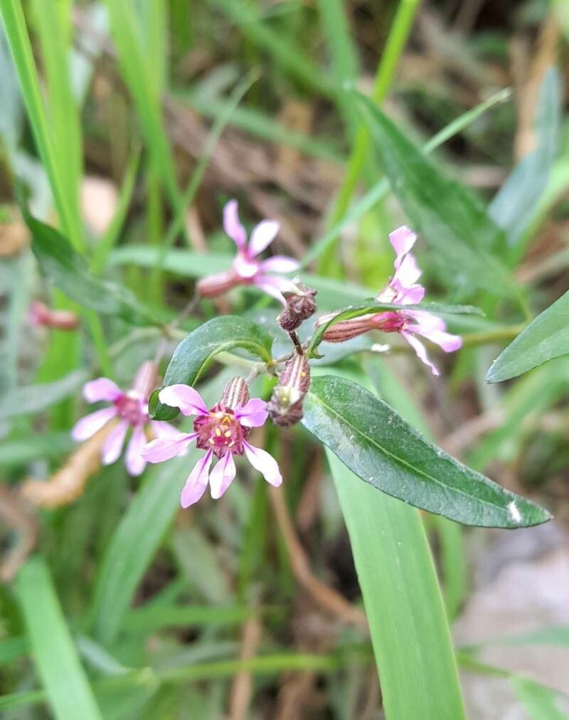 Cuphea fruticosa flower
