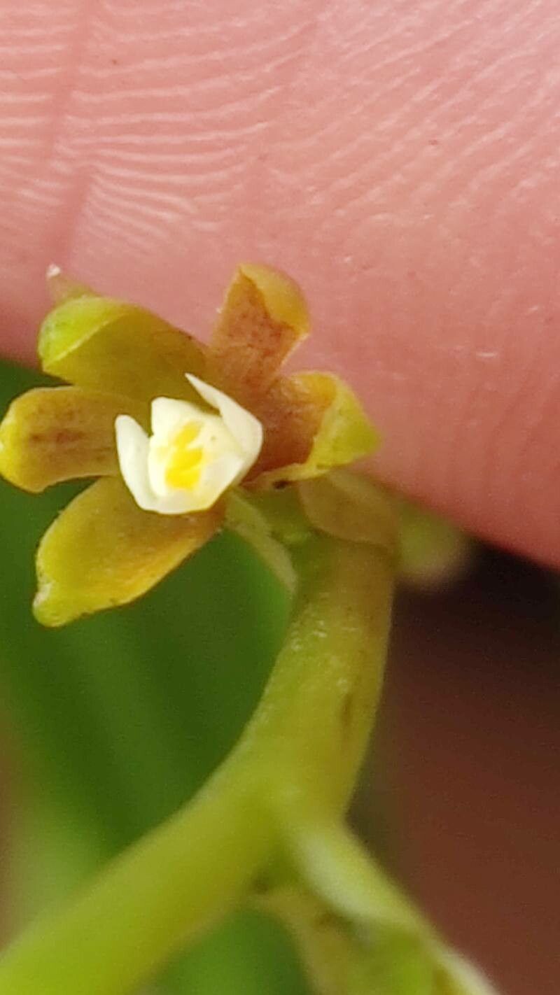Prosthechea ochracea flower