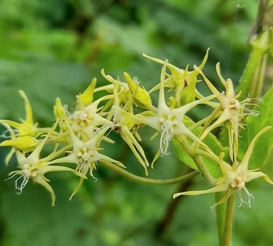 Oxypetalum fiebrigii flower