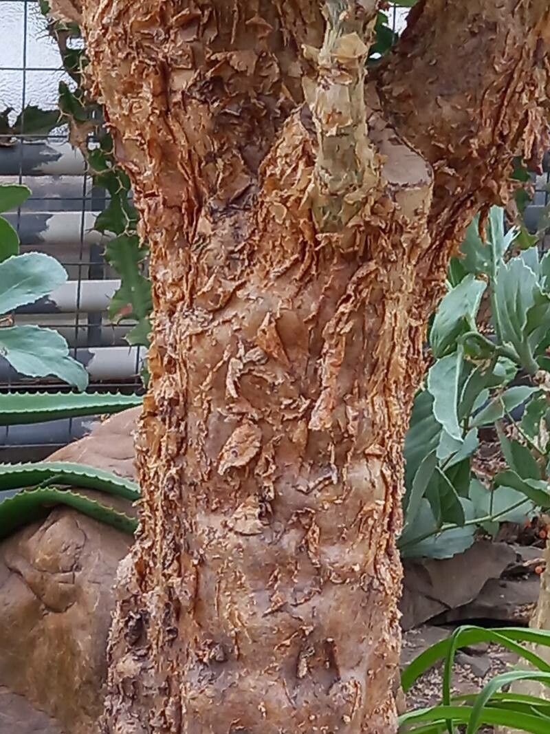 Cyphostemma bainesii bark