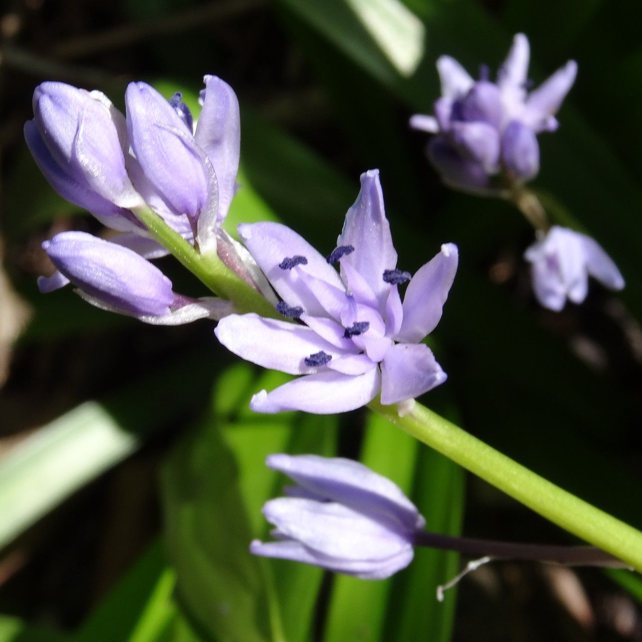Tractema lilio-hyacinthus flower