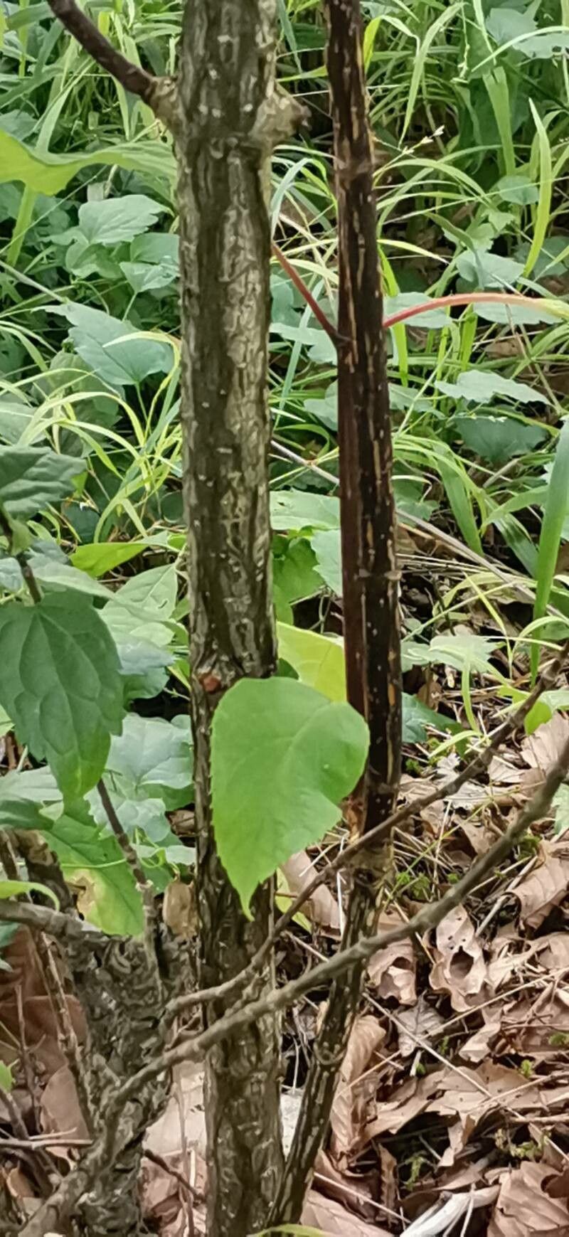 Hydrangea xanthoneura bark