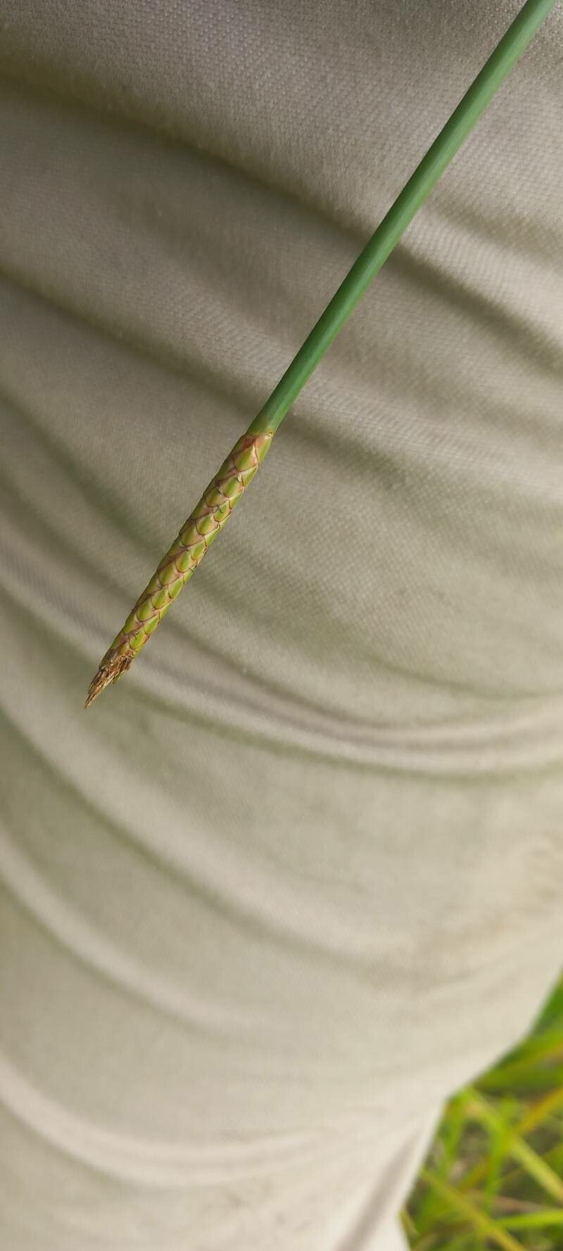 Eleocharis tiarata — search result for 'Eleocharis'