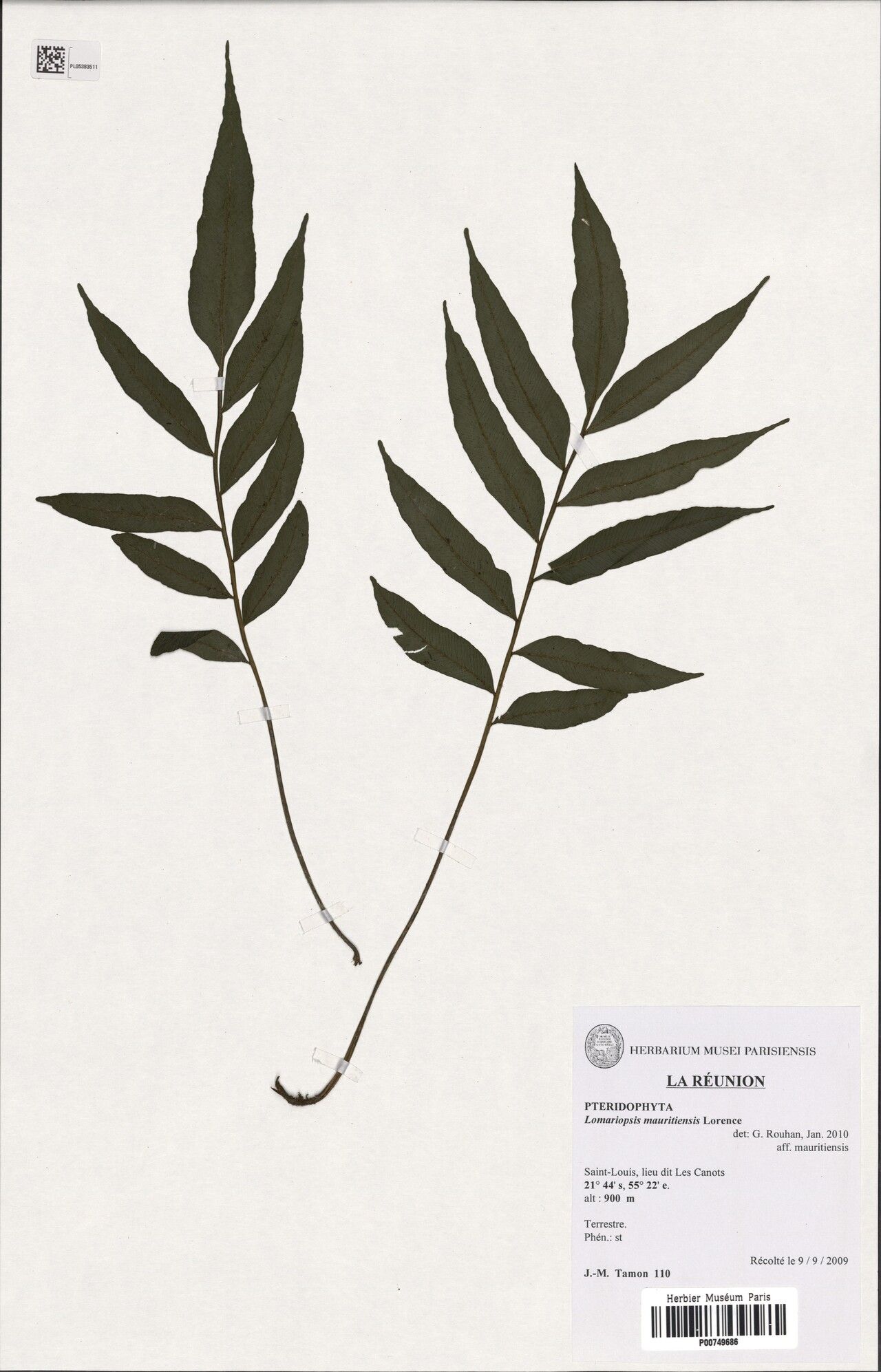 Lomariopsis mauritiensis — houseplant care guide