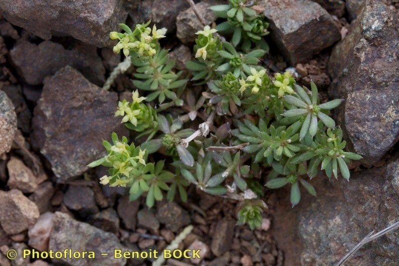 Galium noli-tangere other