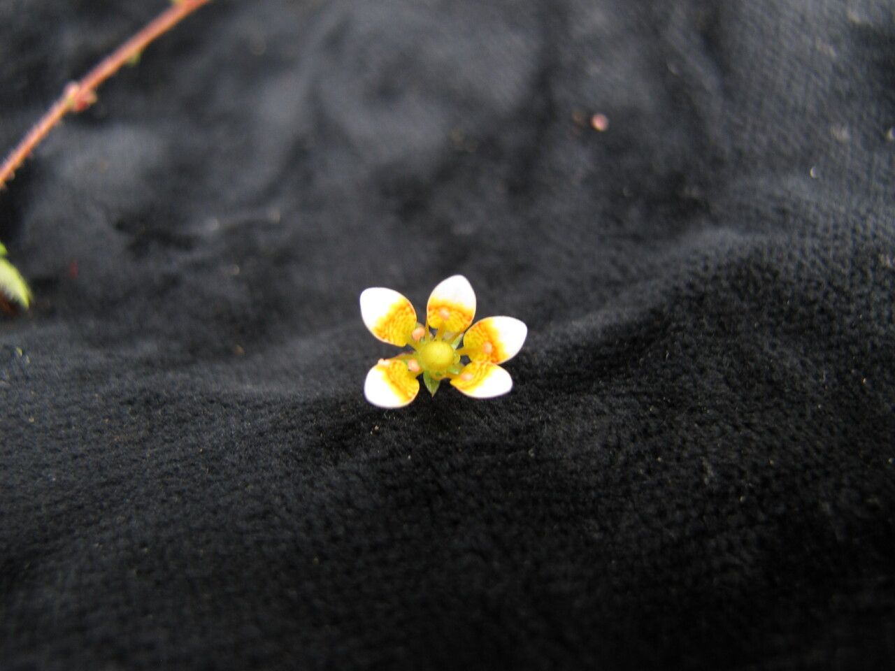 Saxifraga strigosa other