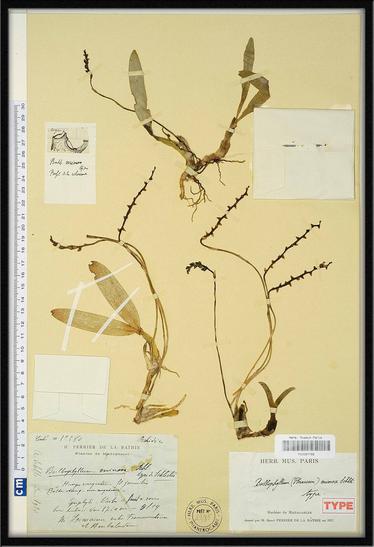 Bulbophyllum minax — houseplant care guide
